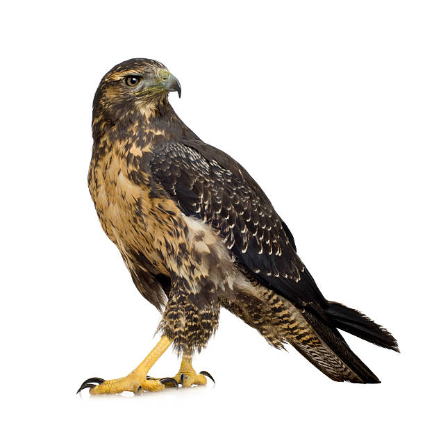 Young Black-chested Buzzard-eagle - Geranoaetus melanoleucus  falcon bird stock pictures, royalty-free photos & images