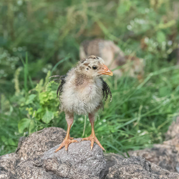 istock Yellow chick, wild baby chicken 932128844