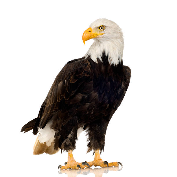 águila calva (22 años)-haliaeetus leucocephalus - bald eagle fotografías e imágenes de stock
