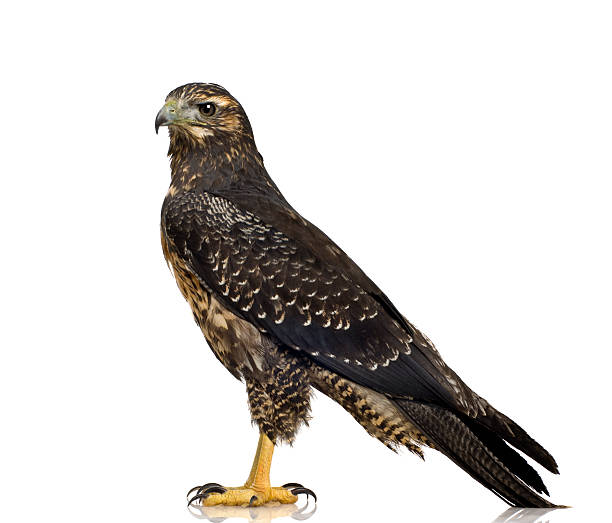 istock Young Black-chested Buzzard-eagle - Geranoaetus melanoleucus 93212900