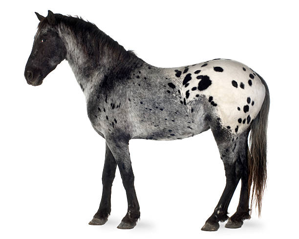 Appaloosa horse  appaloosa stock pictures, royalty-free photos & images