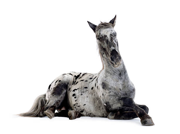 horses isolated on white