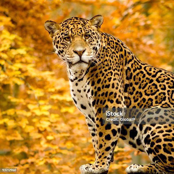 Jaguarpanthera Onca 0명에 대한 스톡 사진 및 기타 이미지 - 0명, 가을, 고양잇과