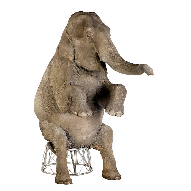 Elephant monochrome single color animal. Red color single animal from front view, Monochrome animal in blue studio, 3d rendering, nobody