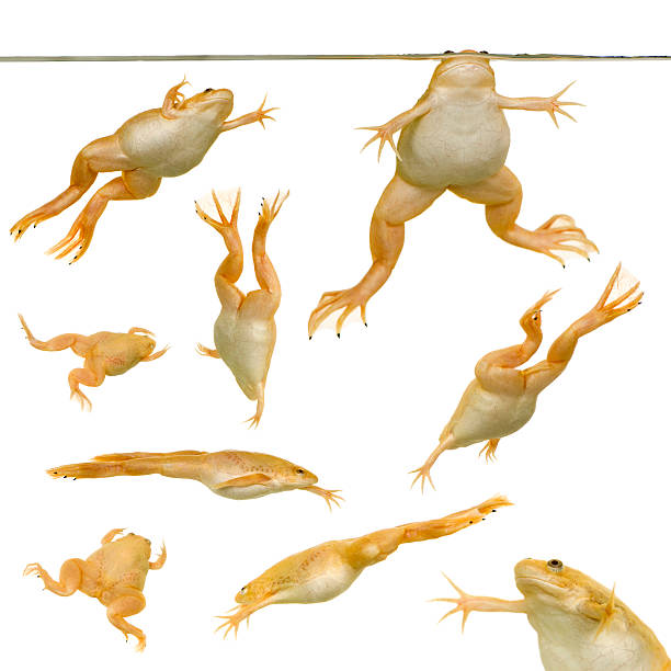 żaba-xenopus laevis - prince charming zdjęcia i obrazy z banku zdjęć