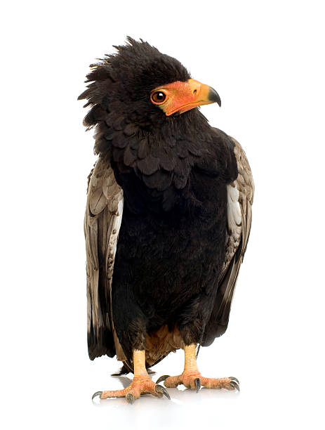istock Bateleur (10 years) - Terathopius ecaudatus 93212998