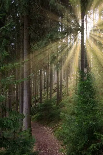 A coniferous forest with hiking trail and sunlight