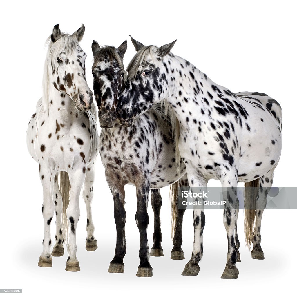 Cavalo Appaloosa - Foto de stock de Cavalo Appaloosa royalty-free