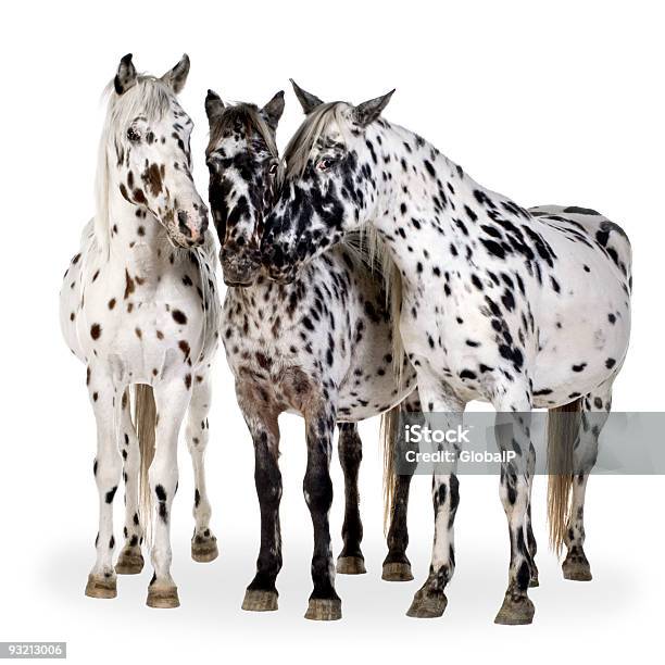 Foto de Cavalo Appaloosa e mais fotos de stock de Cavalo Appaloosa - Cavalo Appaloosa, Figura para recortar, Animal