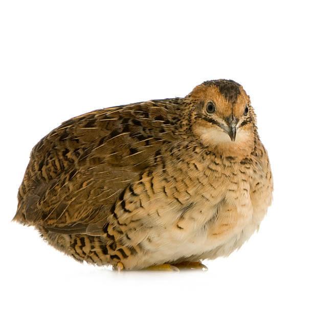 Japanese Quail - Coturnix japonica  coturnix quail stock pictures, royalty-free photos & images