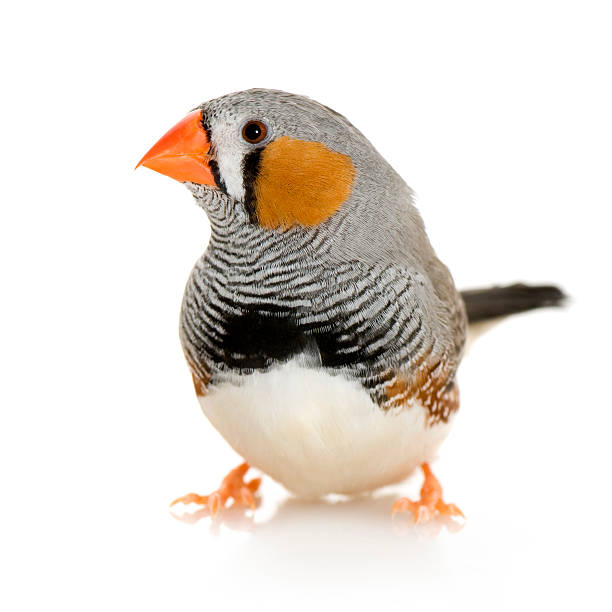 キンカチョウ-taeniopygia guttata - finch ストックフォトと画像