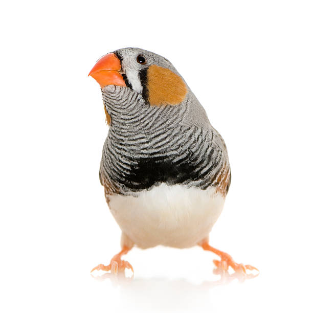 istock Zebra Finch - Taeniopygia guttata 93213031