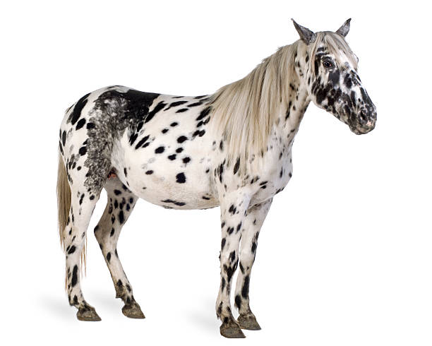 Appaloosa horse  appaloosa stock pictures, royalty-free photos & images