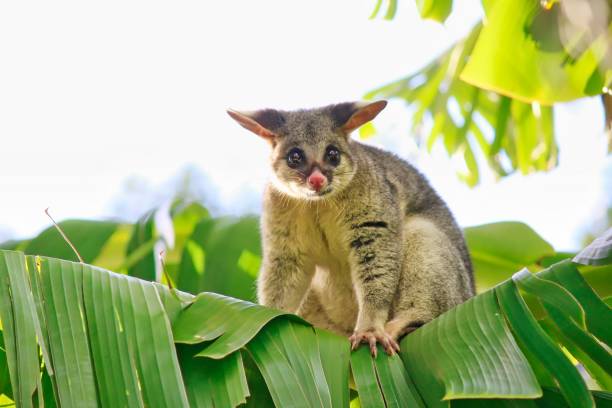 Common Brushtail Possum On Banana Tree stock photo