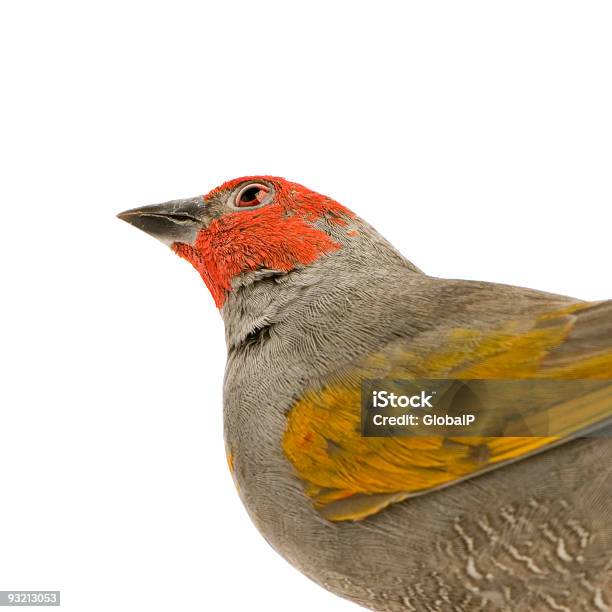 Degolado De Cabeça Vermelhaamadina Erythrocephala - Fotografias de stock e mais imagens de Animal - Animal, Animal Doméstico, Animal de Estimação