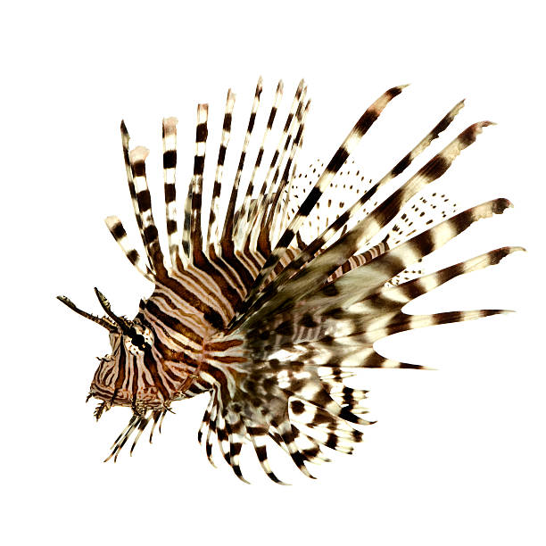 istock Red lionfish - Pterois volitans 93213070