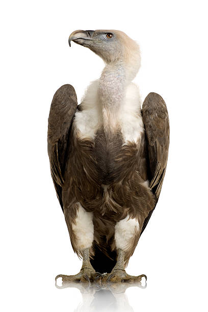 istock Griffon Vulture - Gyps fulvus 93213104