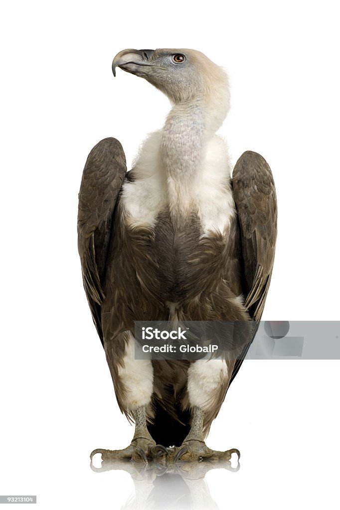 Griffon Vulture - Gyps fulvus  Vulture Stock Photo