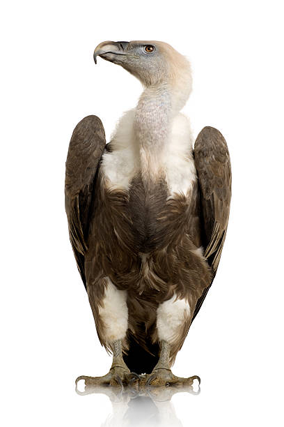 Griffon Vulture - Gyps fulvus  vulture photos stock pictures, royalty-free photos & images