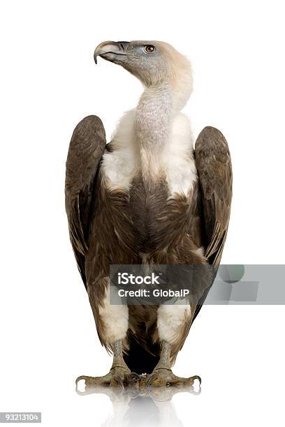 Griffon Vulture Gyps Fulvus Stock Photo - Download Image Now - Vulture, White Background, Eurasian Griffon Vulture