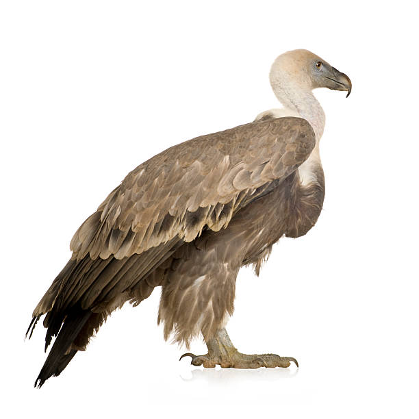 Griffon Vulture - Gyps fulvus  eurasian griffon vulture photos stock pictures, royalty-free photos & images