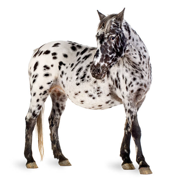 Appaloosa horse  appaloosa stock pictures, royalty-free photos & images