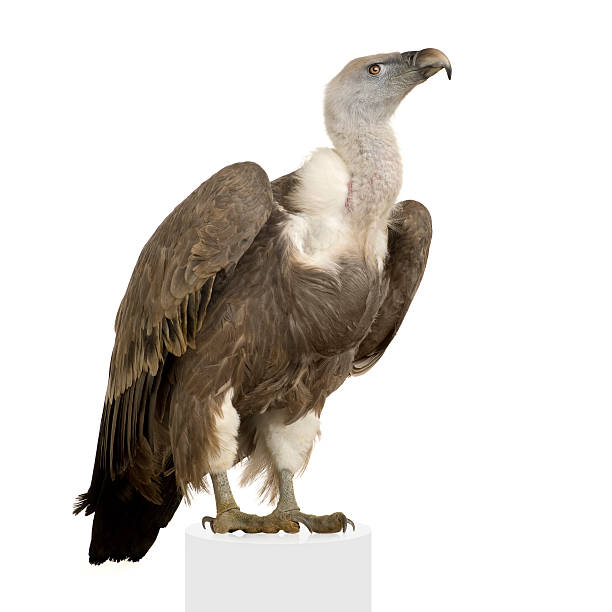 Griffon Vulture - Gyps fulvus  eurasian griffon vulture photos stock pictures, royalty-free photos & images