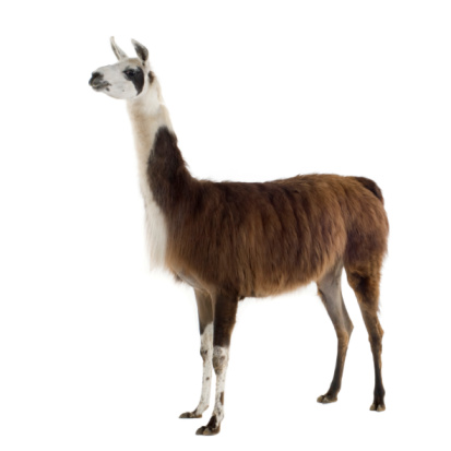 Lama - Lama glama in front of a white background.