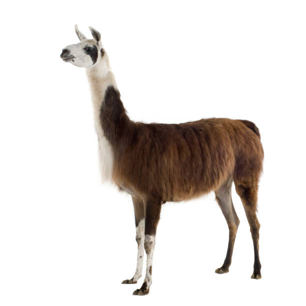 Brown and white llama standing with a white background Lama - Lama glama in front of a white background. llama stock pictures, royalty-free photos & images