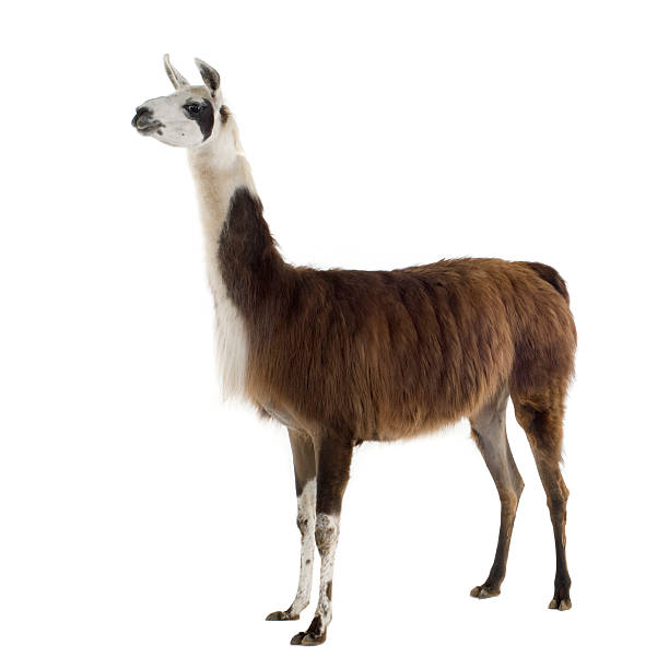 brown and white llama standing with a white background - lama kameldjur bildbanksfoton och bilder