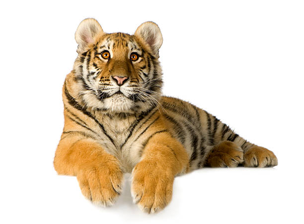 istock A tiger cub laying down who is only five months old  93213210