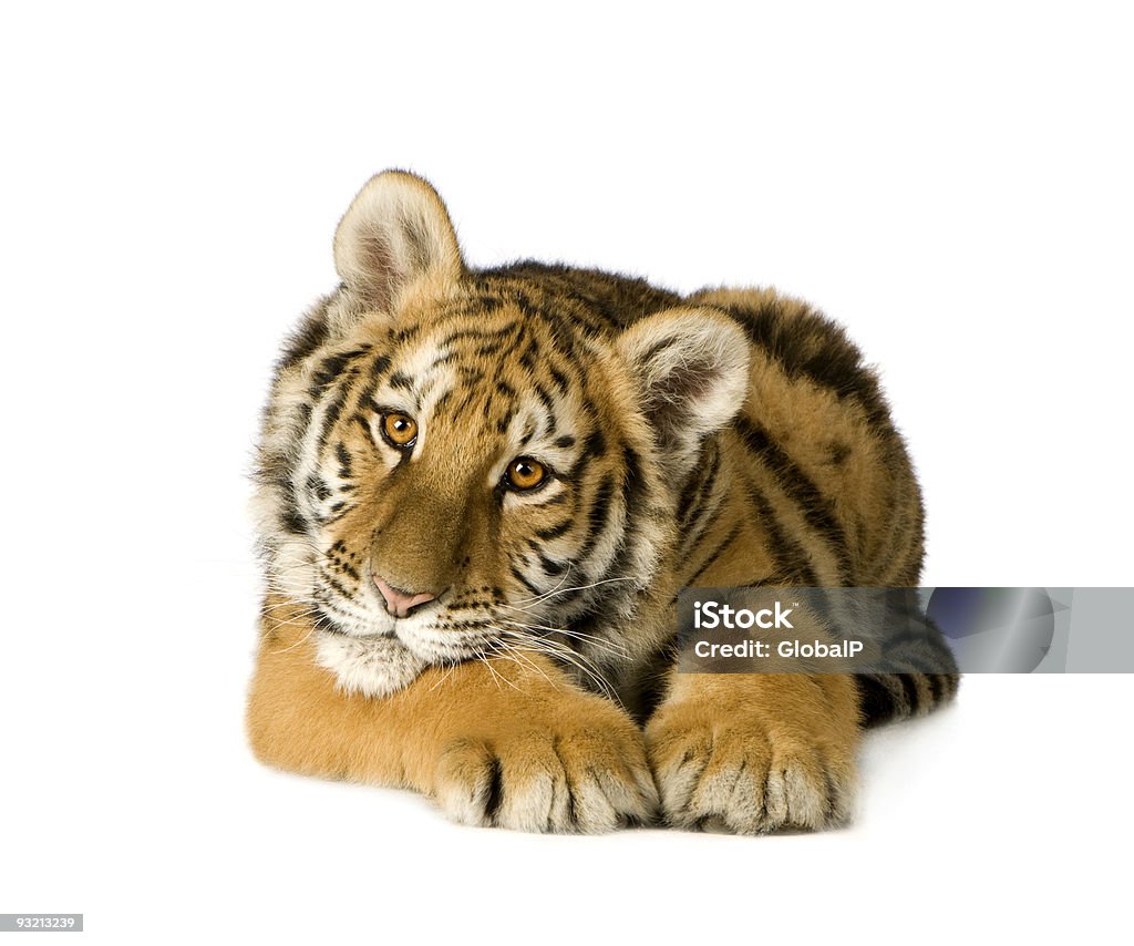 Tiger cub (5 months)  Tiger Stock Photo