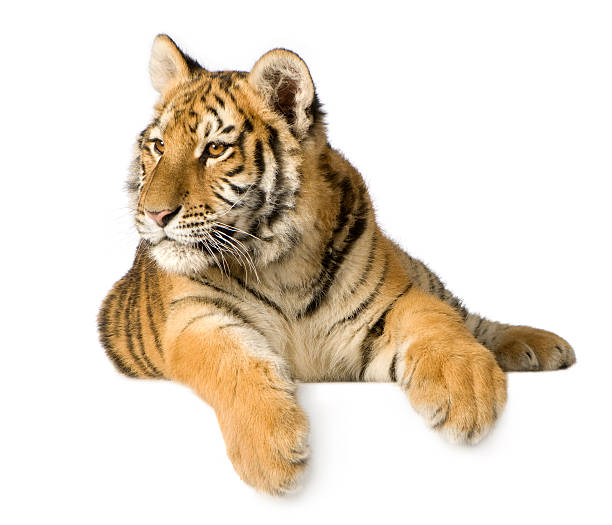 5 month old tiger cub isolated in a white background