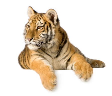 Tiger cub (5 months) in front of a white background.