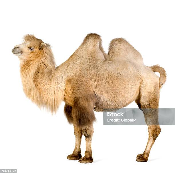 Dromedario Foto de stock y más banco de imágenes de Camello - Camello, Perfil - Vista de costado, Recortable