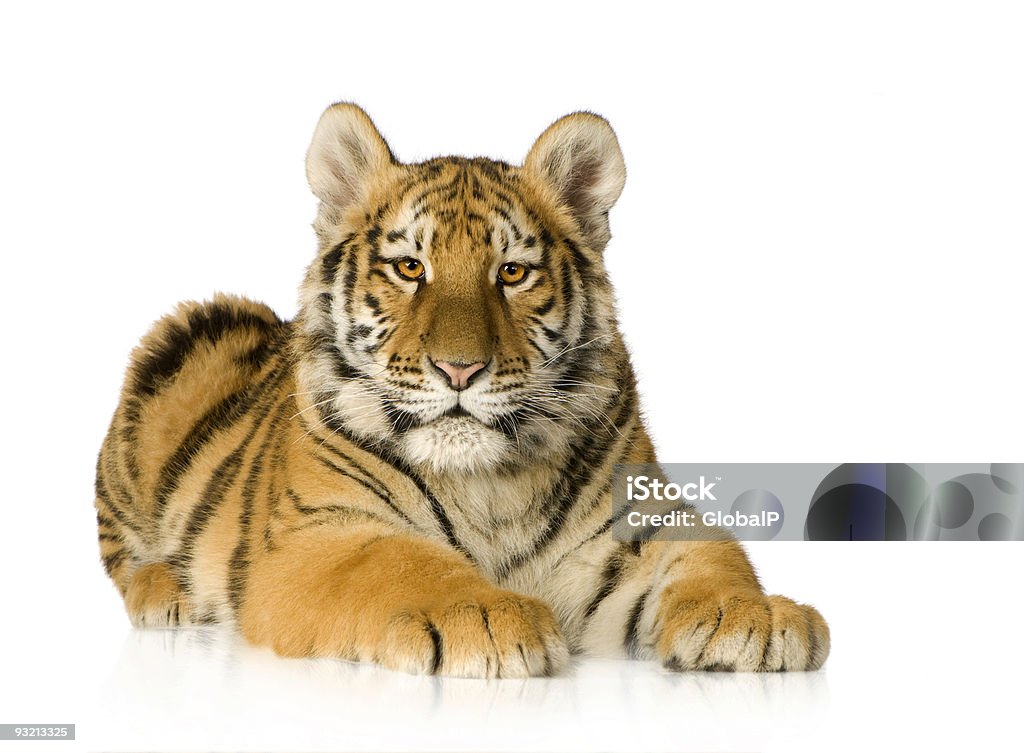 Cria de tigre (5 meses - Foto de stock de Tigre royalty-free