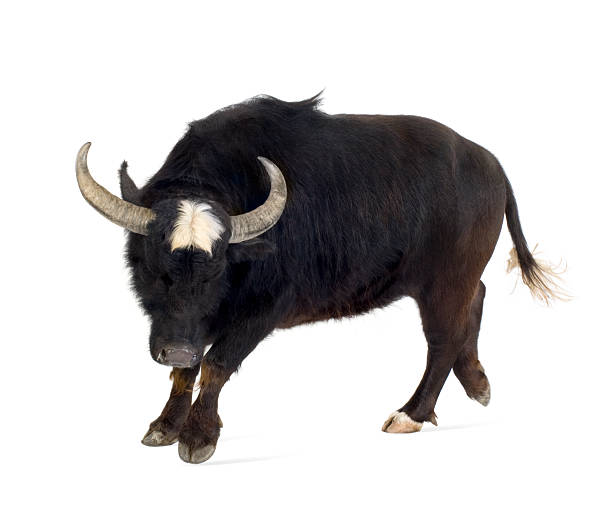 istock Domestic Asian Water buffalo - Bubalus bubalis 93213362