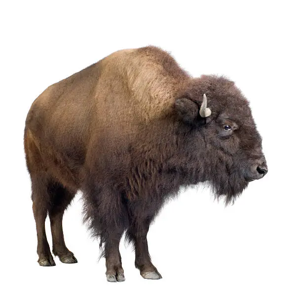 Bison in front of a white background.