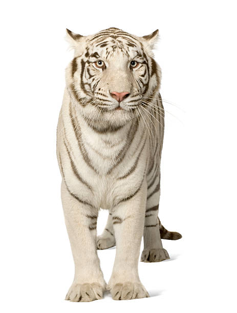 istock A 3-year-old white tiger on a white background 93213372