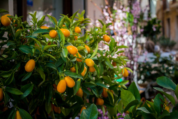 istock Horizontal View of Chinese Mandarin Tree on Blur Background 932133850