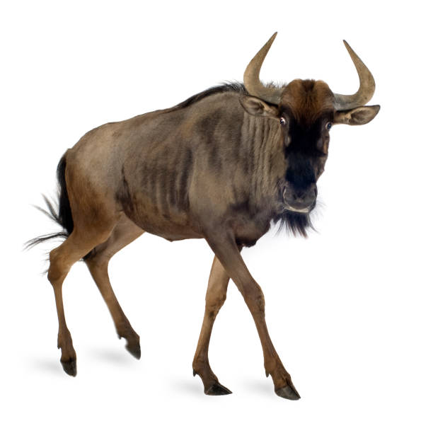 set of isolated brown cows on white background
