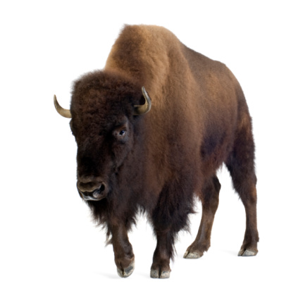 Bison in front of a white background.