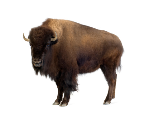 Family portrait of a bison isolated on a white background.