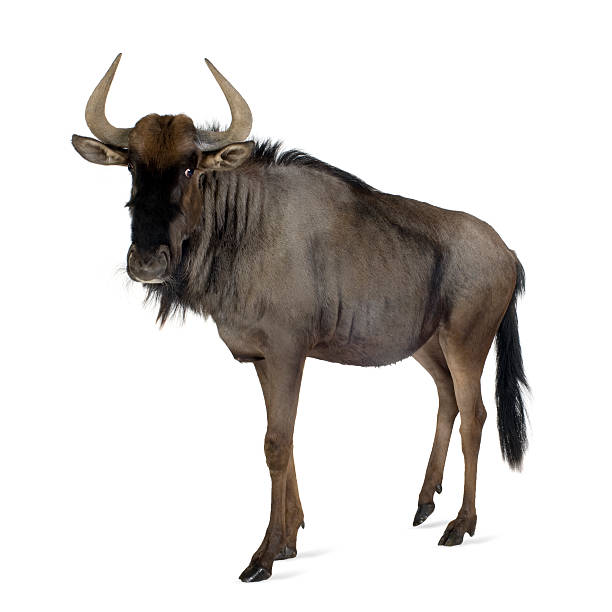 gnu-connochaetes taurinus - wildebeest - fotografias e filmes do acervo