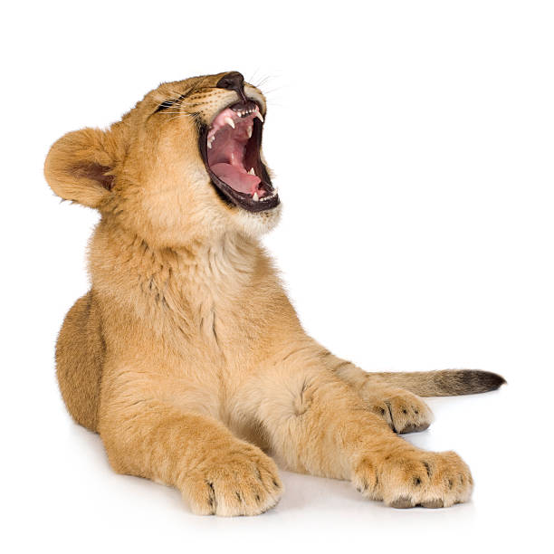 cachorro de león (6 meses - cachorro de león fotografías e imágenes de stock