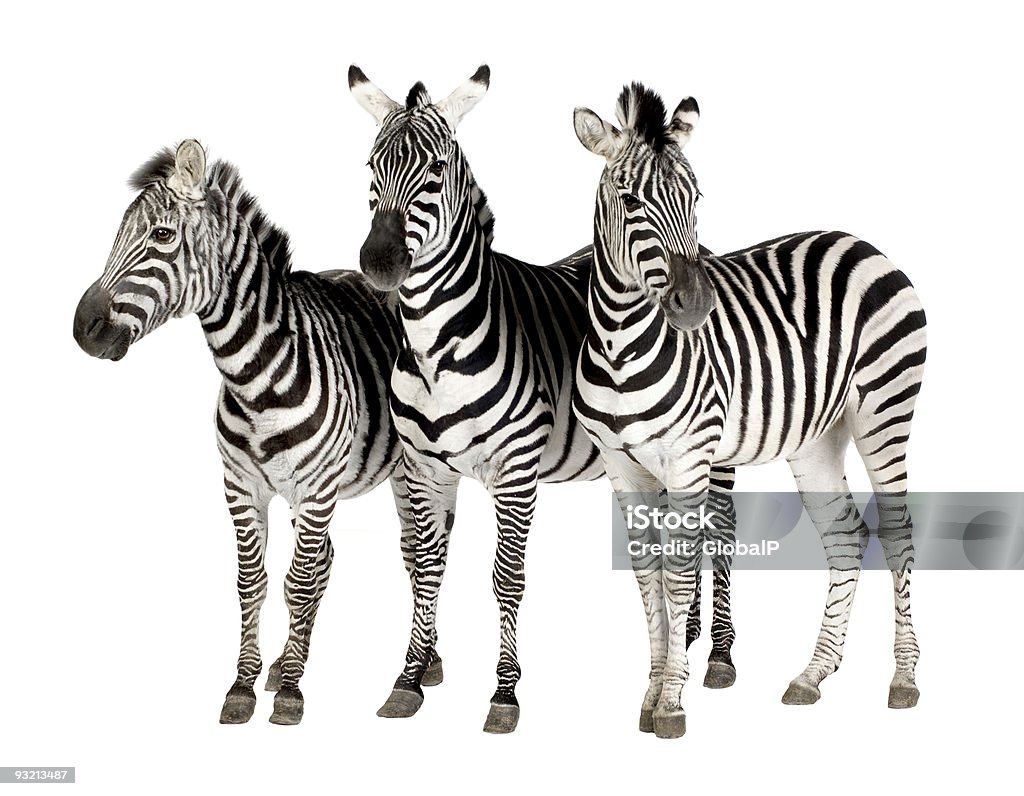 Zebras Stock Photo - Download Image Now - Zebra, Cut Out, White Background  - iStock