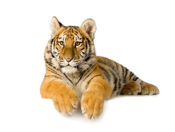 Tiger cub (5 months)  siberian tiger photos stock pictures, royalty-free photos & images