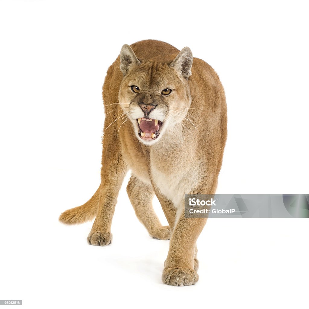 Puma Stock Photo - Download Image Now - Mountain Lion, White Background,  Animal - iStock