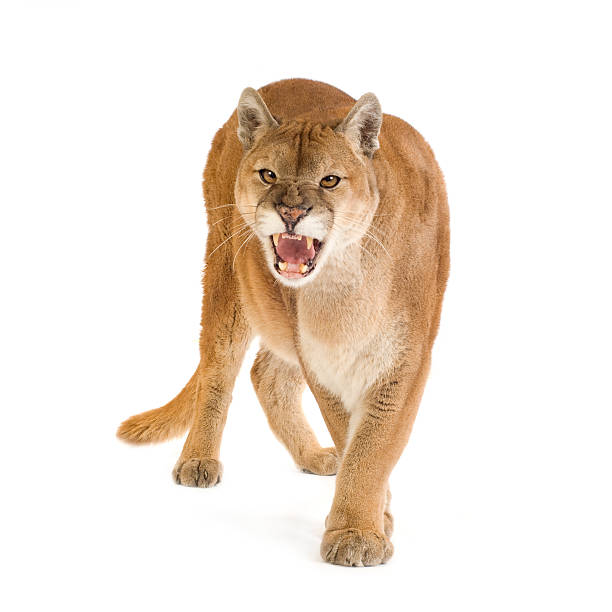 Mountain Lion Attack Stock Photos, Pictures & Royalty-Free Images - iStock