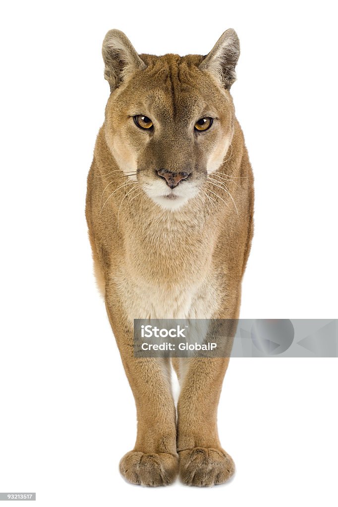 Puma (jusqu'à 17 ans - Photo de Puma - Félin libre de droits